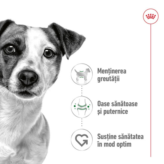 Royal Canin Mini Adult hrană umedă câine, pate, 195 g – nutriție completă pentru câini adulți de talie mică